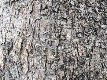 natural background of tree bark white and black texture design element