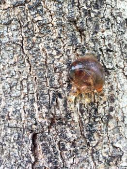 tree sap and bark amber black white colors sticky natural arborist background