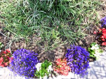purple and red flowers with palm plant shadows on sidewalk bed