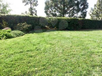 Home yard landscaping lawn grass mowed cut and green trees