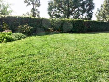 Home yard landscaping lawn grass mowed cut and green trees