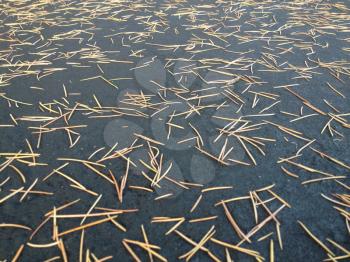 natural background tan dry pine needles on black ground pavement