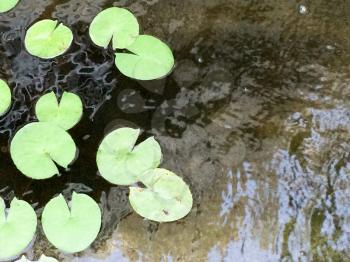 Lily pad floating on water pond green design element background
