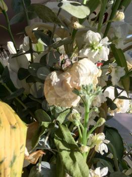 Dying drooping flowers dry without water white and green