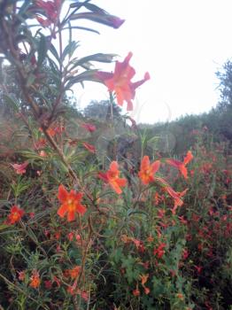 Red crimson orange yellow Wild flowers on mountain hiking trek trail walk