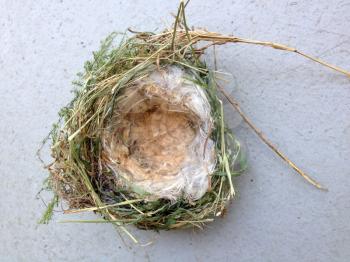 Birds nest isolated small natural nesting home of bird family for egg