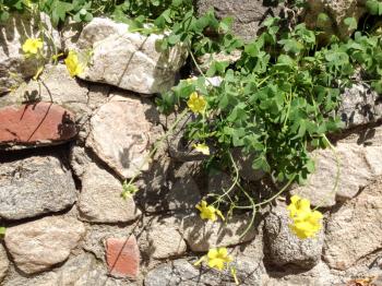 Bright yellow Wildflowers in meadow with green plants on stone rock wall
