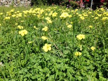 Bright yellow Wildflowers in meadow with green plants in sunshine blooming