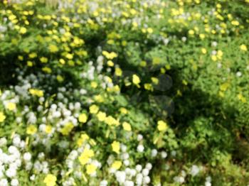 White yellow meadow flowers wild spring time in bloom with sunny day