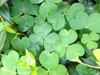 Clover plant three leaf lucky Irish and purple flower for good luck