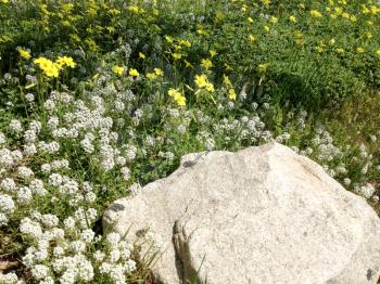 White yellow meadow flowers wild spring time in bloom with white stone
