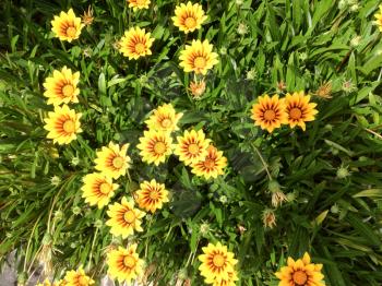 yellow orage daisy flower sunny day garden outside