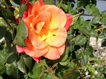 Orange rose garden full bloom on a sunny day