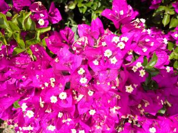 bougainvillea glabra spectabilis pink purple flower outdoor on a sunny day