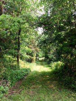 Green trees secret pathway in summer sun