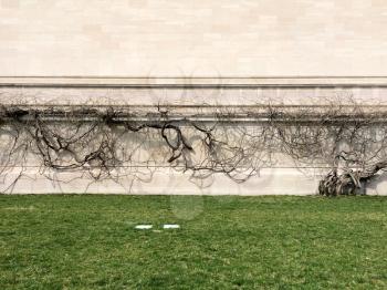 vine grows along concrete wall with creepy shadows