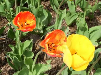 orange yellow tuplis close up in spring bloom