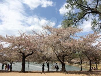 Cherry blossom trees along river washington dc spring bloom