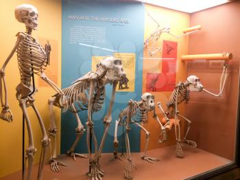 Skeletons showing evolution of man in a museum