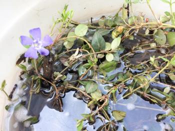 purple flowers in bucket with green leaves and water