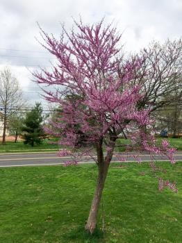 purple tree in bloom with green grass in suburbs
