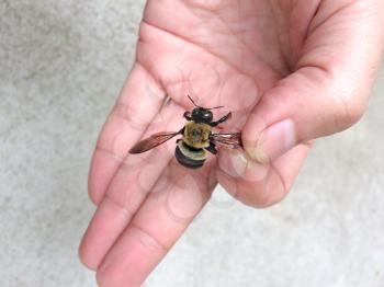 carpenter bee in hand close up with wings