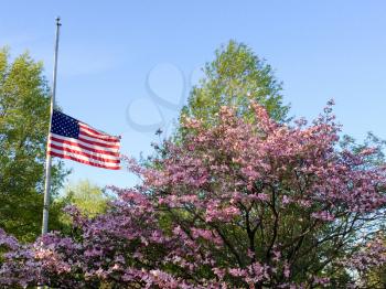 flag at half staff by purple tree in american park