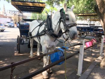 Horse for carriage tour historic district charleston south carolina