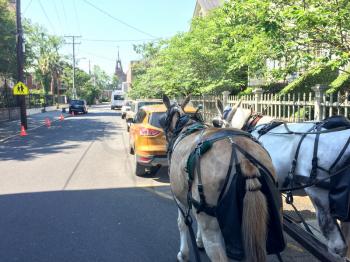 Horse for carriage tour historic district charleston south carolina