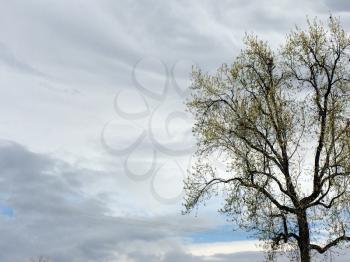 big tree white birch and sky with clouds