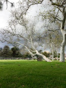 white birch tree and sky in park with green grass