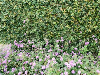 purple flowers and green creeper on wall in spring