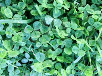 Green clover field carpet ground cover on sunny day