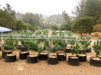 Marijuana grow outdoor in cannabis pots at farm