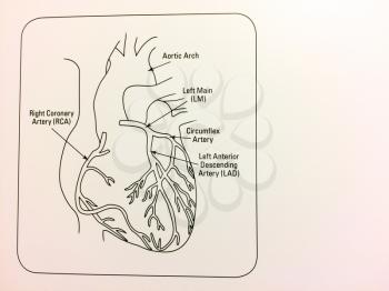 Heart diagram with blank space on white paper backgound