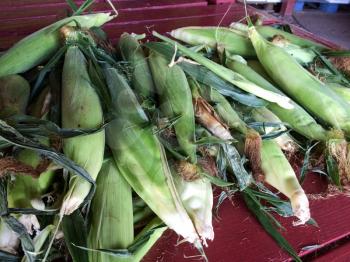 sweet corn in husk on display for sale farmers marketplace