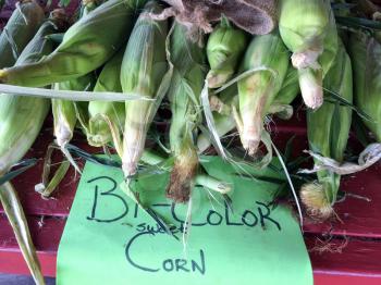 sweet corn in husk on display for sale farmers marketplace