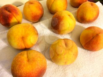 colorful ripe peaches drying on white towel background white