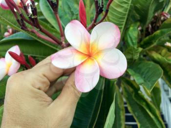 hand picks a pink flower from green plant at garden
