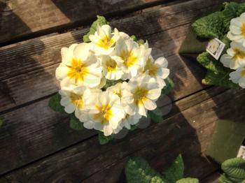 Flowers yellow white bright colors on rustic wood background