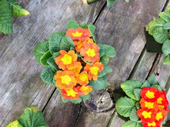 Flowers yellow orange red bright colors on rustic wood background