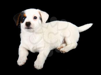 Jack russell puppy isolated on black background