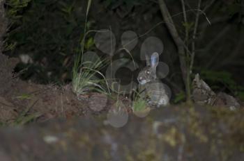 European rabbit (Oryctolagus cuniculus). La Llania. Valverde. El Hierro. Canary Islands. Spain.