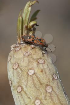 Seed bug (Spilostethus pandurus) on a Senecio kleinia. Timijiraque Protected Landscape. Valverde. El Hierro. Canary Islands. Spain.
