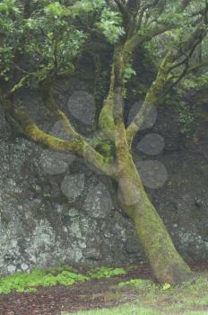 Firetree (Myrica faya). Replica of the Garoe Holy Tree. Valverde. El Hierro. Canary Islands. Spain.