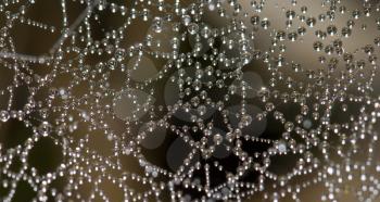 Dew drops  on a spider web. Integral Natural Reserve of Mencafete. Frontera. El Hierro. Canary Islands. Spain.