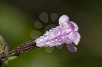 Flower of sage (Salvia officinalis) covered of dew drops. Integral Natural Reserve of Mencafete. Frontera. El Hierro. Canary Islands. Spain.