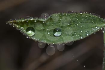 Leaf covered with dew drops. Integral Natural Reserve of Mencafete. Frontera. El Hierro. Canary Islands. Spain.