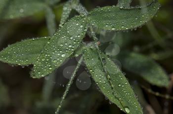 Leaves covered with dew drops. Integral Natural Reserve of Mencafete. Frontera. El Hierro. Canary Islands. Spain.