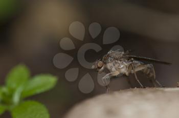 Fruit fly (Acanthiophilus sp.). Integral Natural Reserve of Mencafete. Frontera. El Hierro. Canary Islands. Spain.